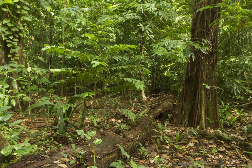 2016.08.25 - PA - Belém - Brasil: Aniversário de 133 anos do Bosque Rodrigues Alves.