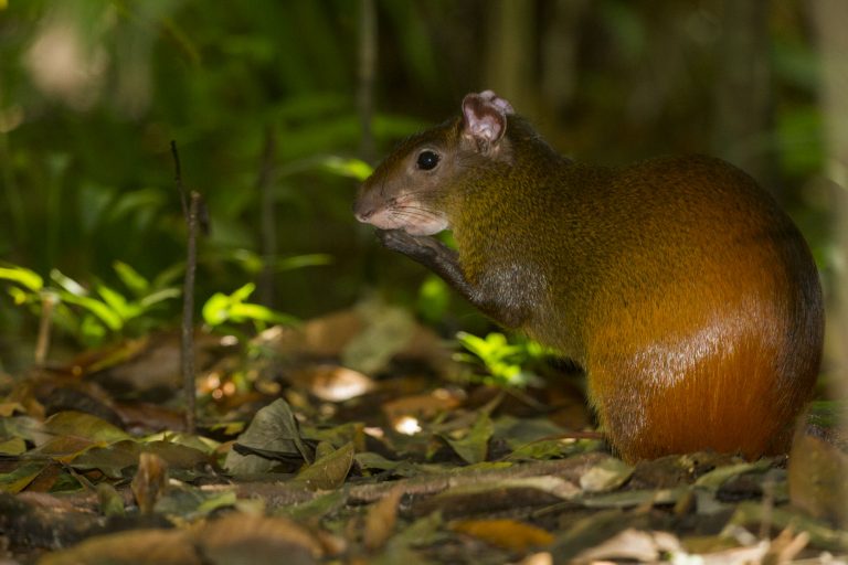 2016.08.25 - PA - Belém - Brasil: Aniversário de 133 anos do Bosque Rodrigues Alves.